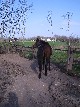 annonser