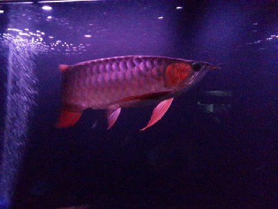 Sljes annonser