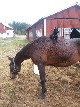 annonser