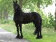 annonser